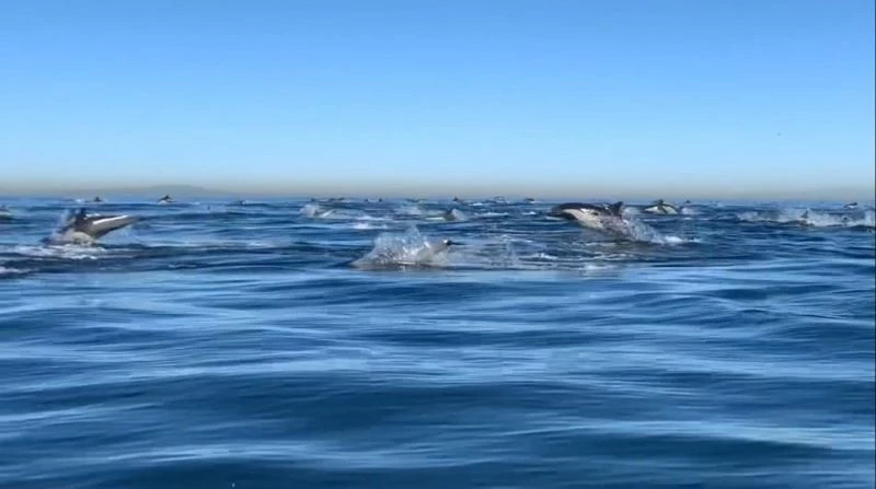 California’da dev yunus sürüsünün etkileyici geçişi görüntülendi
