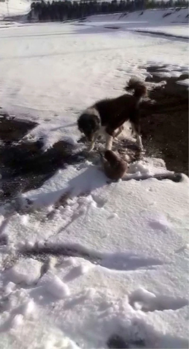 Köpeklerin parçalamaya çalıştığı su samuru son anda kurtuldu
