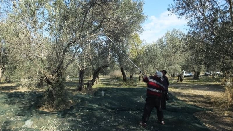 Zeytinlerde halkalı leke hastalığı mücadelesi başlatıldı
