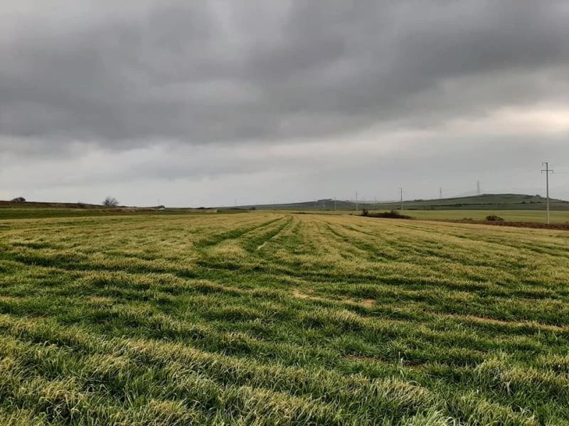 Don sonrası erken ekim yapılan alanlarda sararma meydana geldi
