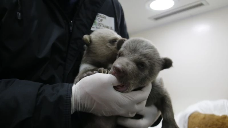 (ÖZEL) İstanbul’un sevimli 2 yavru ayısı doğdu
