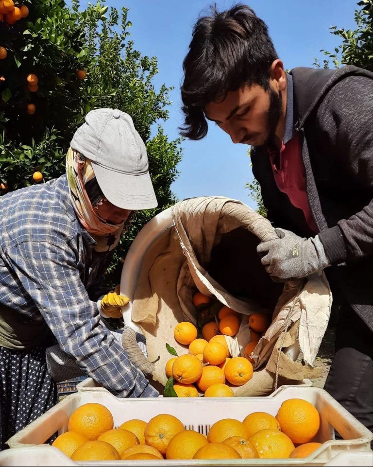 Bu Sezon Narenciye Üreticisinin Yüzü Güldü