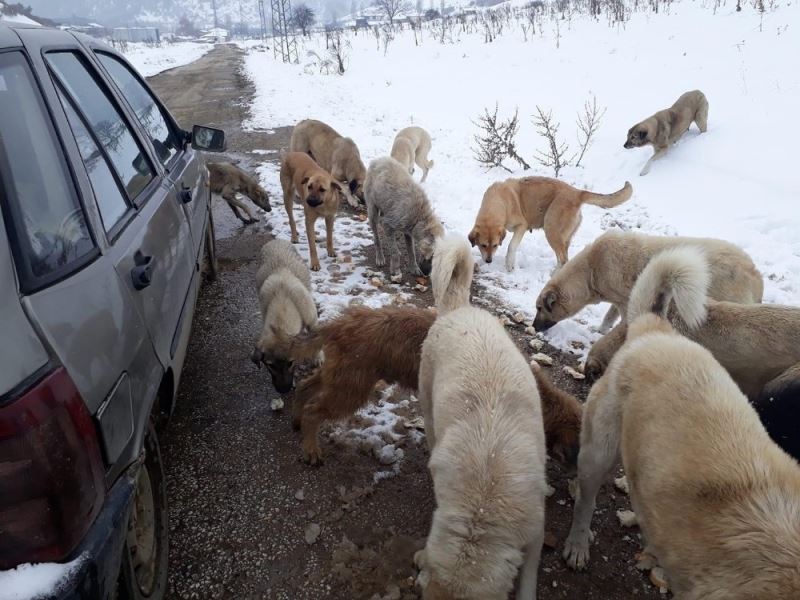 Sahipsiz köpeklere 1 yıldır çöpten topladıkları ekmeklerle sahip çıkıyorlar
