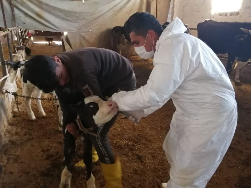 Kilis’te büyükbaş hayvanların aşılanmasına başlandı
