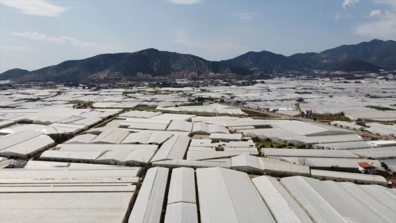 Devlet desteğiyle genişleyen seralar, muz üretiminde artışı sağladı