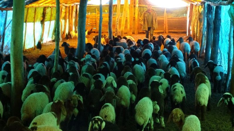 (Özel) 650 bin koyun ve keçinin doğum sezonu devam ediyor
