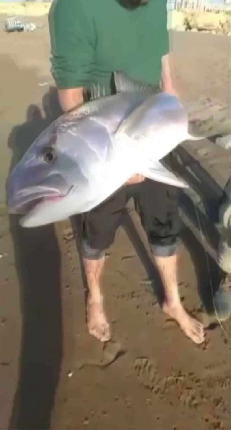 Oltası kopmasın diye 7 kiloluk balığı sürüyerek getirdi
