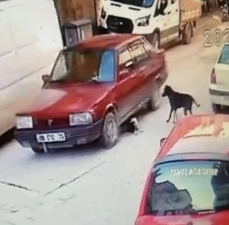 Yavru köpeği ezme anı kamerada
