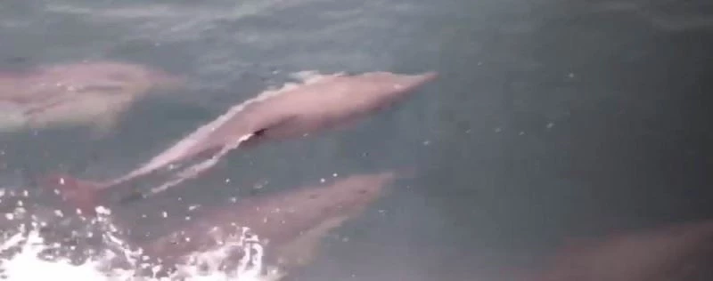 Yunuslar tekneye eşlik etti
