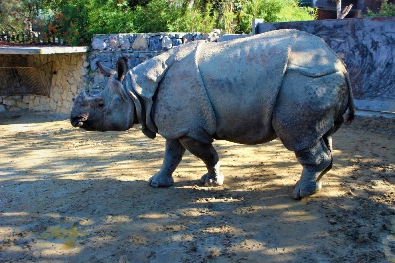 2.5 tonluk gergedan görünüşüyle tankı andırıyor
