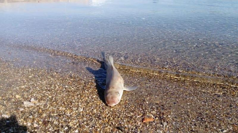 Bodrum’da sahile ölü köpek balığı vurdu
