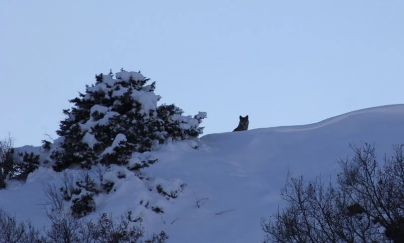 Kurtlar, kendilerini görüntüleyen muhabirleri böyle izledi
