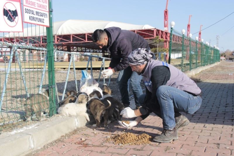 Erciş’te sokak hayvanları unutulmadı
