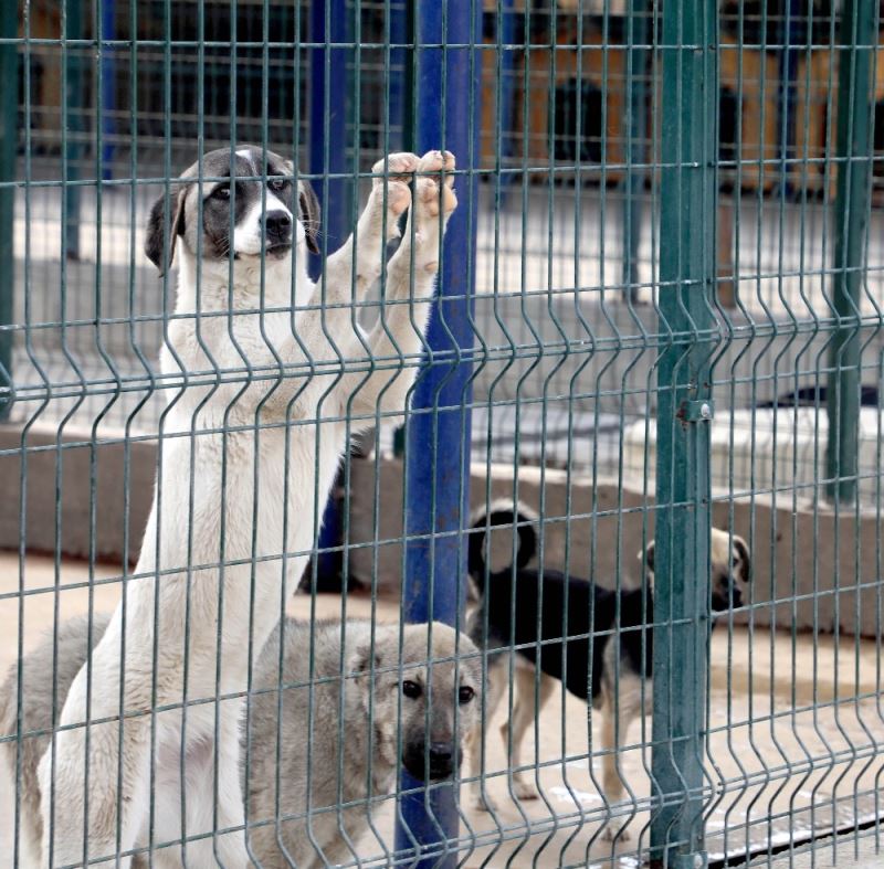 Afyonkarahisar’da sekiz yılda 8 bin sokak köpeği ve kedisi kısırlaştırıldı
