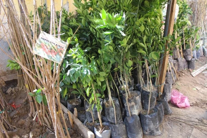 Fidan ve tohumda satış durgun
