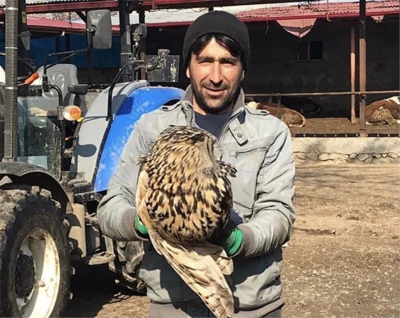 Puhu yırtıcısı tedavi altına alındı
