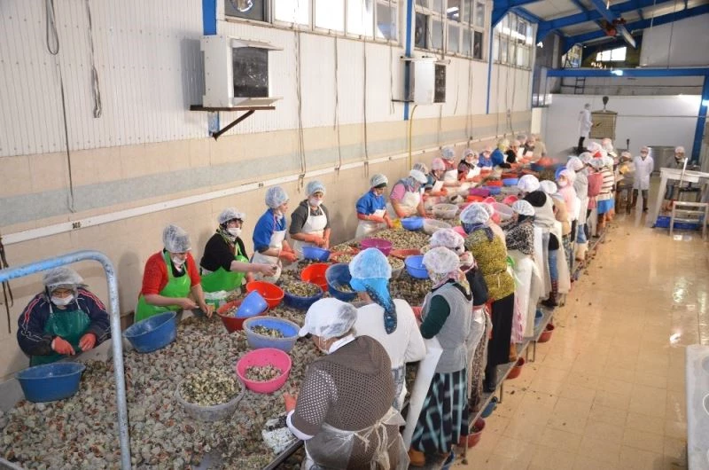 Sinop’ta salgına rağmen su ürünleri ihracatı yüzde 30 arttı
