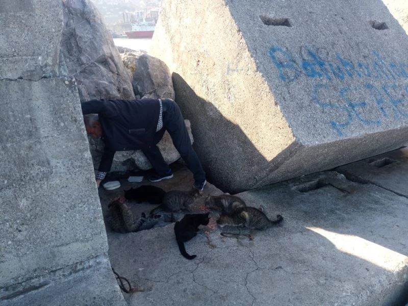 Hayvansever vatandaş her gün 10 kedinin yiyecek ihtiyacını karşılıyor
