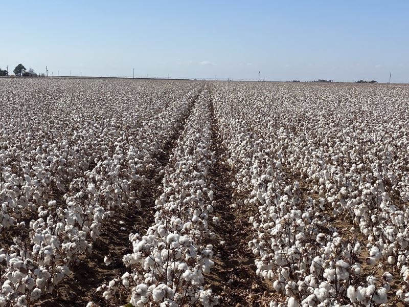 ABD’de ıslahçı hakkı başvurusu kabul edilen ilk Türk pamuk tohumları
