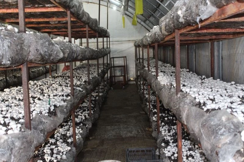 Hibeyle başladı, taleplere yetişemiyor
