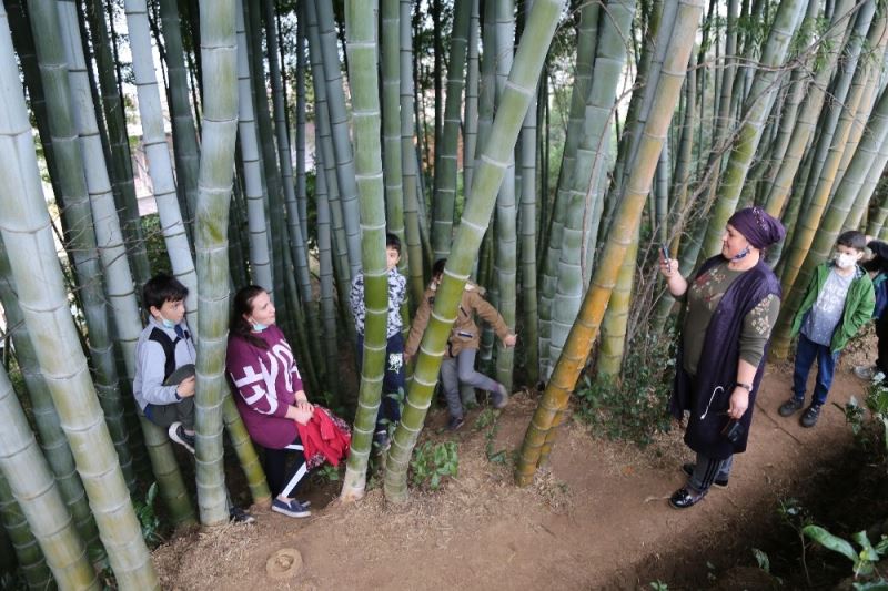 Dedesi Gürcistan’dan 25 yıl önce getirdiği 4 bambu fidanını evinin bahçesine dikti, ilgi odağı oldu
