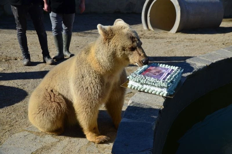 (Özel) Ayı Silva 2.yaşını pasta yiyerek kutladı

