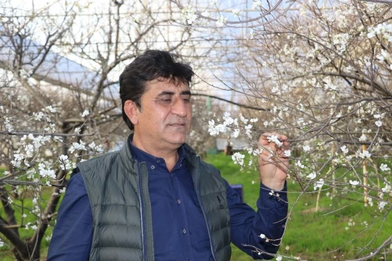 İlk hasatta eriğin kilosu çeyrek altını geçecek
