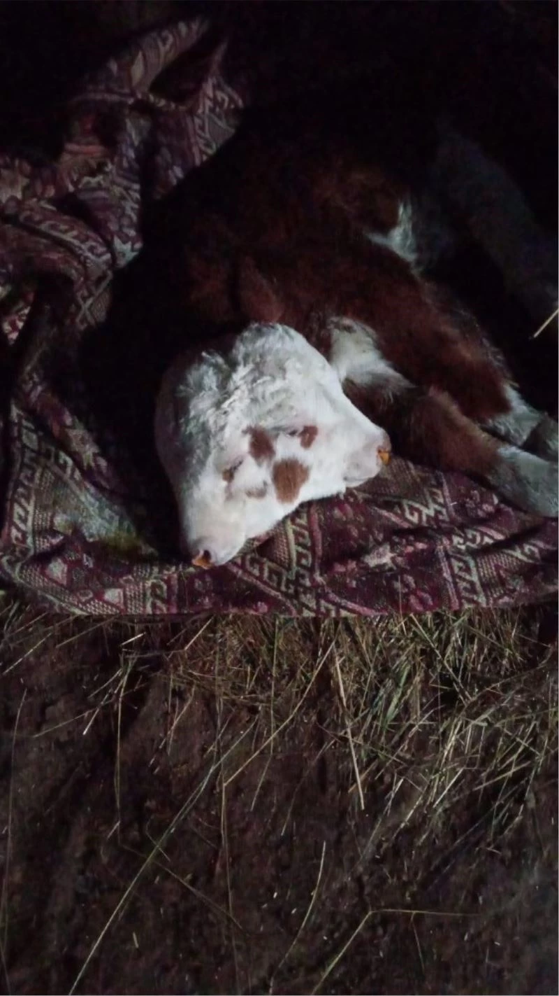 Çift başlı doğan buzağı görenleri hayrete düşürdü
