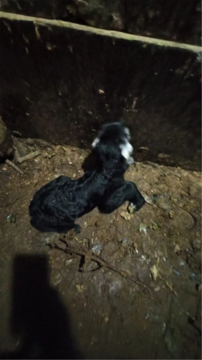 Uludere İlçe Tarım ve Orman Müdürü İnan, keçiyi sezaryenle doğurttu
