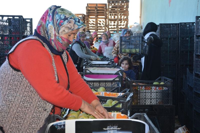 Tescilli ’karyağdı armudu’ depoda kaldı
