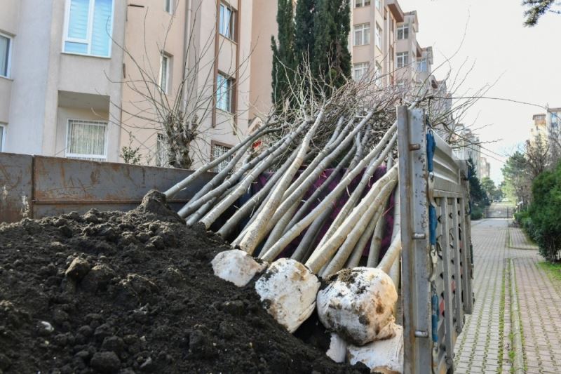 Esenyurt’ta kesilmek zorunda kalan ağaçların yerine yenileri dikildi
