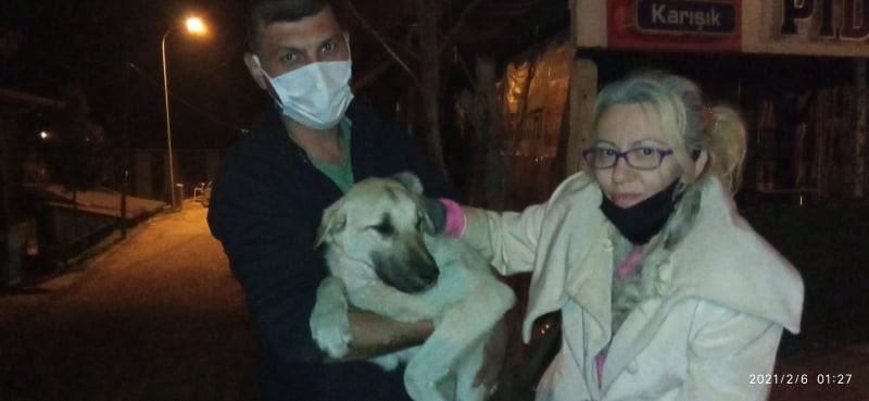 Yaralı köpekler özel izinle İstanbul’a tedavi için götürüldü
