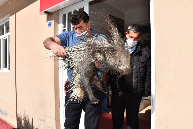 Şırnak’ta, nesli tükenmekte olan oklu kirpi yaralı halde bulundu
