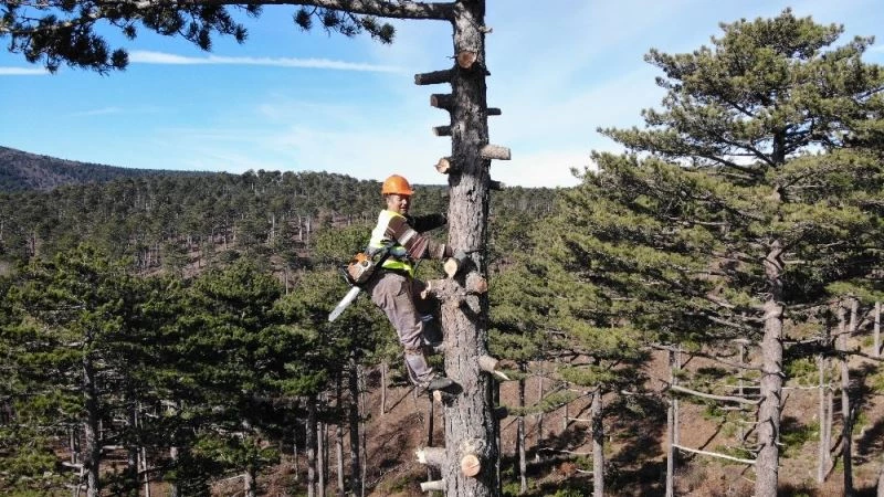 Ormanın sincap adamları ayda 15 bin TL kazanıyor
