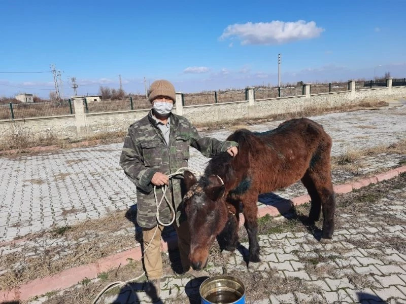 Tedavi edilen at sahiplendirildi
