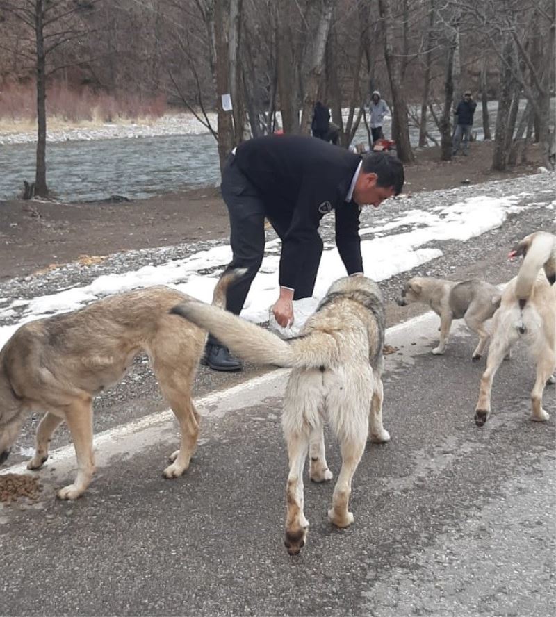 Tuncelili gurbetçilerden sokak hayvanlarına mama desteği
