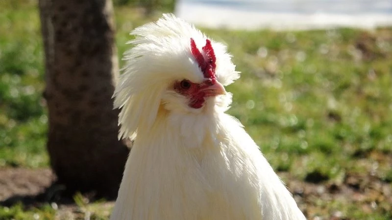 Bir zamanlar saraylarda beslenen tavuk fiyatı ile şaşırtıyor
