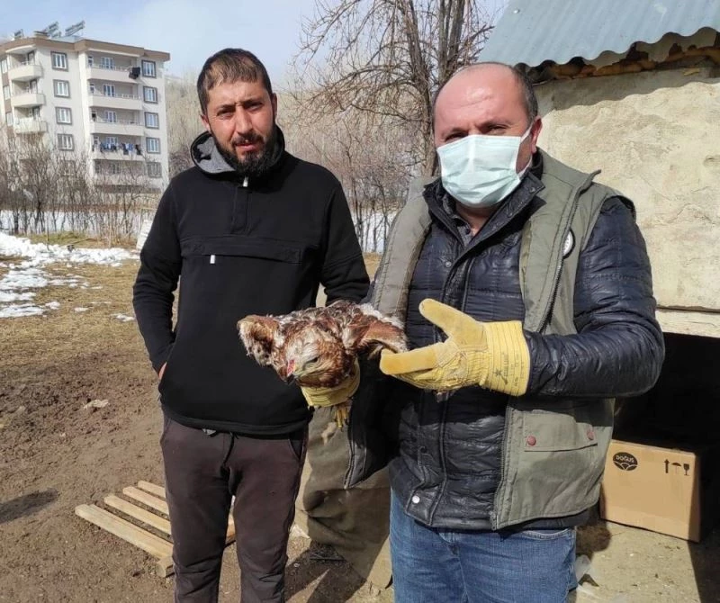Kargalar tarafından yaralanan Kızıl Şahin tedavi altına alındı
