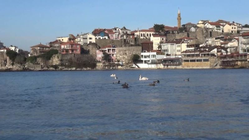 Kuğu ve ördekler Amasra’da renkli görüntüler oluşturdu
