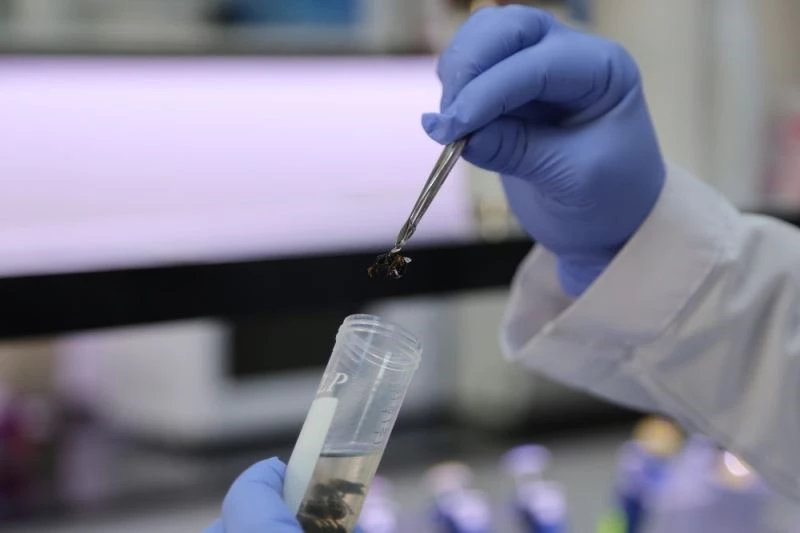 Sivas arısı tescil yolunda
