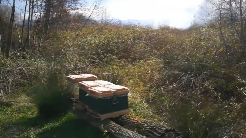 Sazlık yangınında arılarını kurtarmak isterken canından oluyordu
