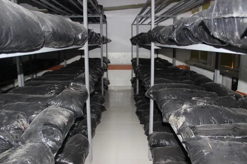 ’Bu mantarlar lise mezunu olacak’ esprisi
