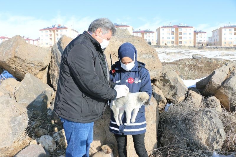 Erciş’te drone ile tespit edilen sokak hayvanları beslenerek aşıları yapıldı
