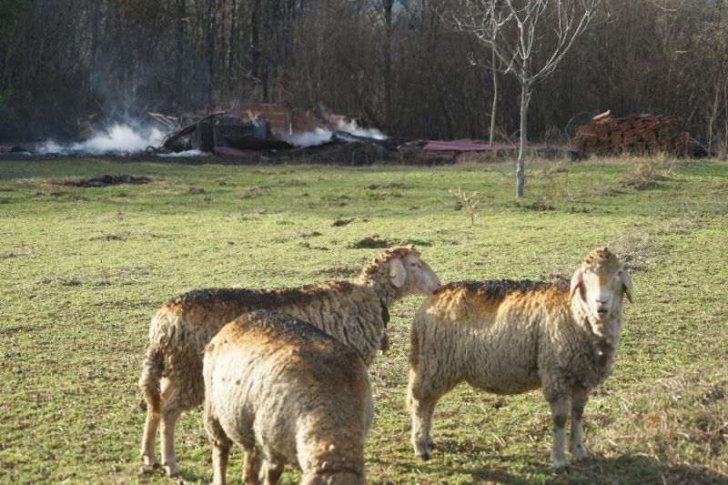 3 mahalleyi boşaltan yangının izleri koyunların üzerinde
