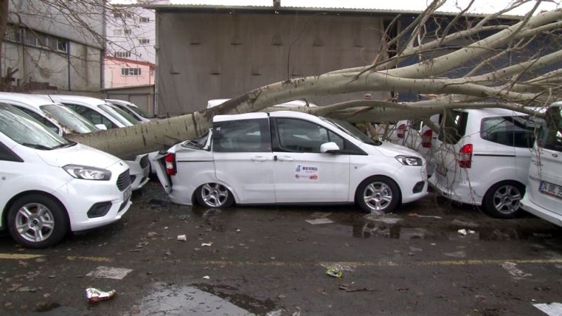 Şiddetli fırtına dev ağacı kökünden söktü, 3 araçta ağır hasar meydana geldi

