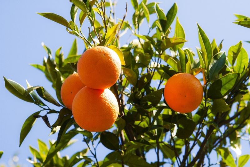 TİGEM 4 bin 700 ton portakal satışı yapacak
