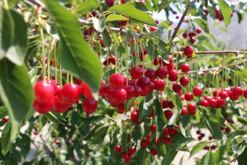 Erzincan’da vişne bahçesi kuranlara yüzde 75 hibe desteği
