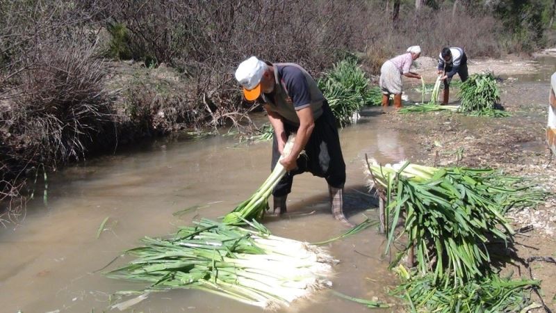 Türkiye’nin kışlık sebze üretim merkezlerinden Antalya’da pırasa hasadı yoğun şekilde devam ediyor
