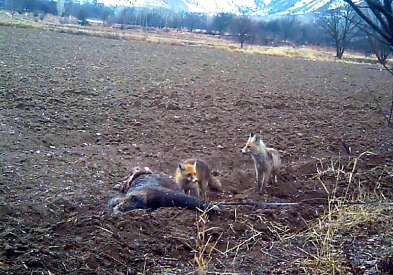 Erzincan’da yaban hayatı fotokapanla görüntüleniyor
