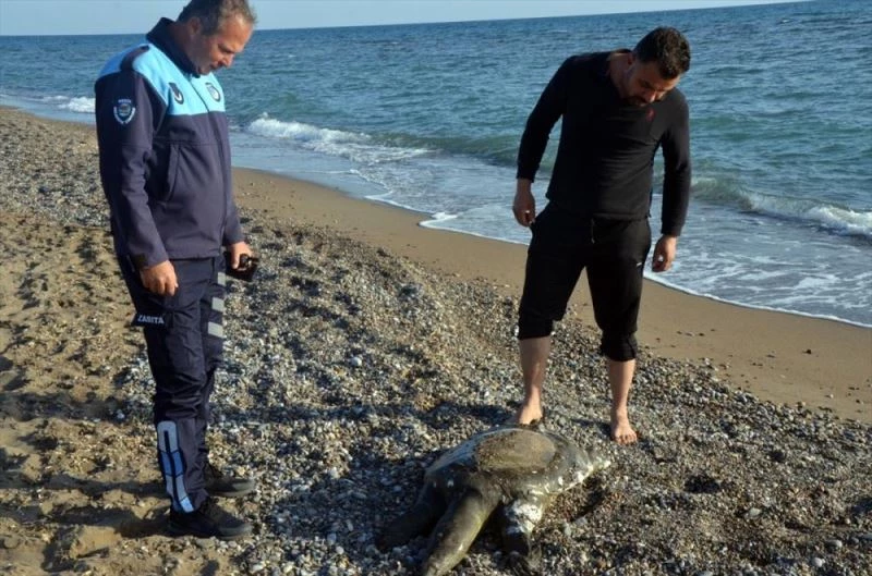 Antalya sahilinde ölü Nil kaplumbağası bulundu